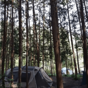 편백힐 치유의 숲 캠핑장 예약