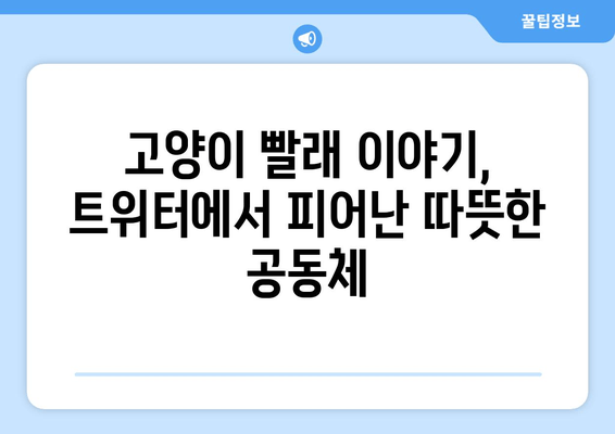 고양이와 빨래, 트위터에서 피어난 따뜻한 우정 | 랜선 집사들의 훈훈한 이야기