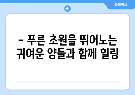 대관령 양떼목장, 자연과 평화 속에서 힐링을 경험하세요 | 강원도 여행, 가족 나들이, 양떼목장 체험