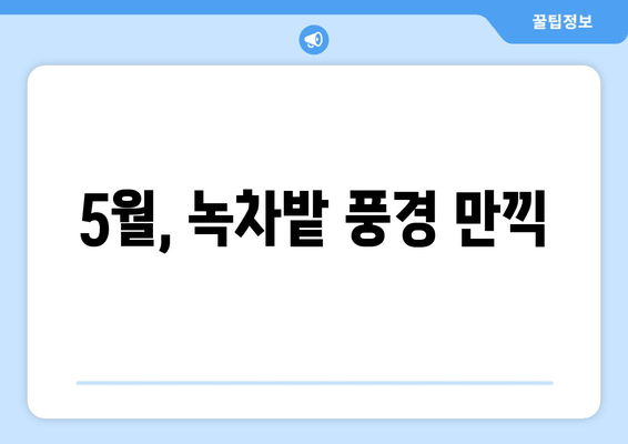 5월, 녹차밭 풍경 만끽