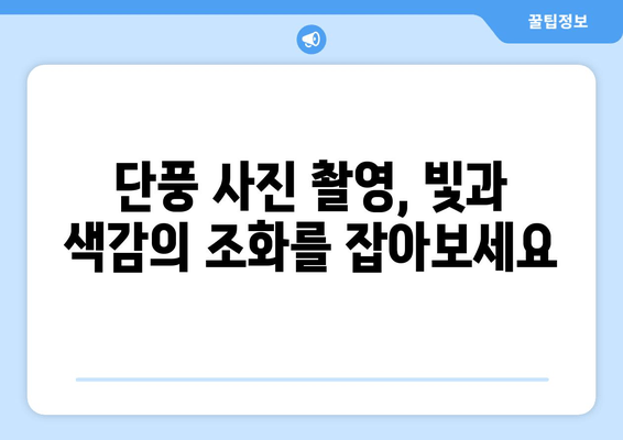 낙엽의 무용이 시작되는 계절, 아름다움을 담는 사진 팁 | 가을, 단풍, 풍경 사진, 촬영 가이드