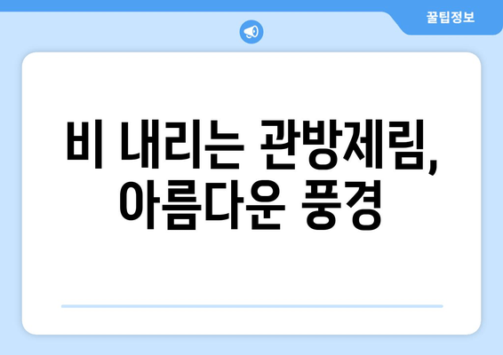 여름 비에 씻긴 관방제림| 푸르름 속 숨겨진 아름다움 | 관방제림, 여름 풍경, 비오는 날, 여행