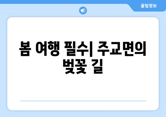 봄 여행 필수| 주교면의 벚꽃 길