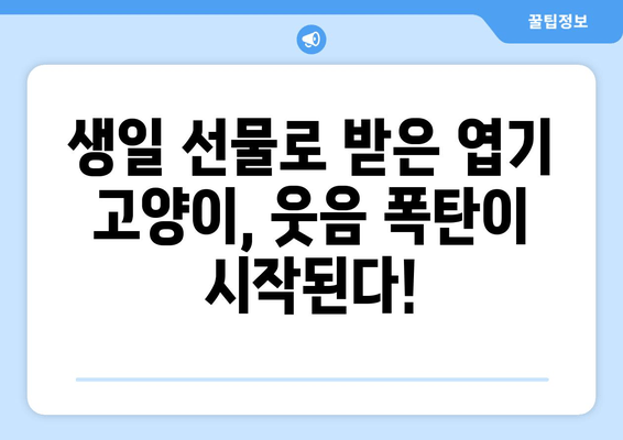 엽기 고양이 선물, 웃음 폭탄! 생일 선물로 받은 엽기 고양이의 기상천외한 행동 모음 | 고양이, 애완동물, 유머, 생일 선물