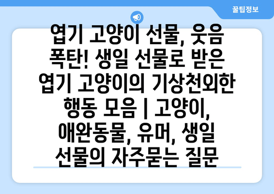 엽기 고양이 선물, 웃음 폭탄! 생일 선물로 받은 엽기 고양이의 기상천외한 행동 모음 | 고양이, 애완동물, 유머, 생일 선물