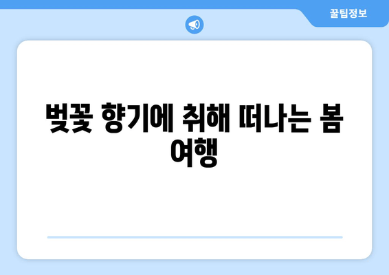 봄바람에 퍼지는 매혹적인 벚꽃 향기, 그 아름다움에 취하다 | 벚꽃, 봄, 풍경, 감성, 여행