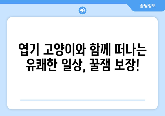 엽기 고양이 선물, 웃음 폭탄! 생일 선물로 받은 엽기 고양이의 기상천외한 행동 모음 | 고양이, 애완동물, 유머, 생일 선물