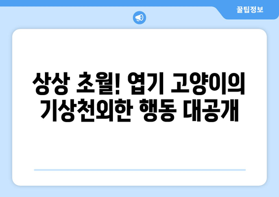 엽기 고양이 선물, 웃음 폭탄! 생일 선물로 받은 엽기 고양이의 기상천외한 행동 모음 | 고양이, 애완동물, 유머, 생일 선물