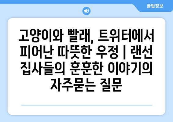 고양이와 빨래, 트위터에서 피어난 따뜻한 우정 | 랜선 집사들의 훈훈한 이야기