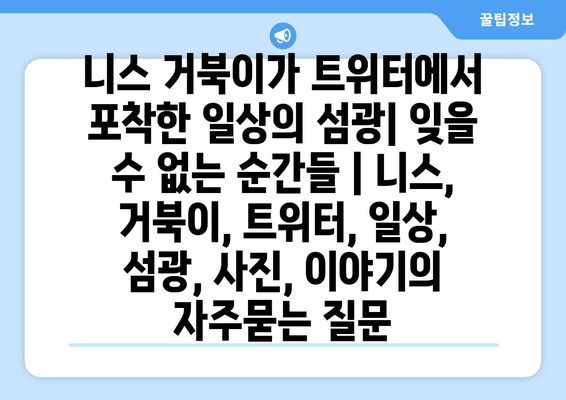 니스 거북이가 트위터에서 포착한 일상의 섬광| 잊을 수 없는 순간들 | 니스, 거북이, 트위터, 일상, 섬광, 사진, 이야기