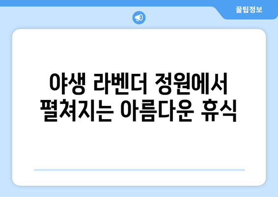 대부도 라벤더 향 가득한 힐링! 야생 라벤더 펜션 추천 | 라벤더데이, 대부도 펜션, 숙소, 여행