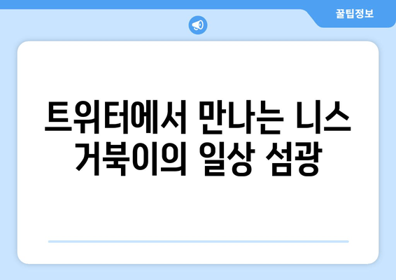 니스 거북이가 트위터에서 포착한 일상의 섬광| 잊을 수 없는 순간들 | 니스, 거북이, 트위터, 일상, 섬광, 사진, 이야기