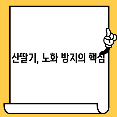 산딸기의 놀라운 효능| 피부 건강을 위한 영양소 파헤치기 | 산딸기, 피부 미용, 항산화, 비타민C