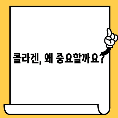 똑똑한 콜라겐 섭취로 피부 건강 개선하기| 콜라겐 종류, 효능, 섭취 방법 총정리 | 피부 탄력, 주름 개선, 콜라겐 보충, 건강 식품